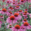 Seeds - Bee Friendly - Coneflower / Echinacea