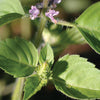 Seeds - Bee Friendly - Basil Holy (Herb)