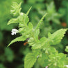 Seeds - Bee Friendly - Lemon Balm (Herb)