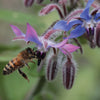 Seeds - Bee Friendly - Borage (Herb)
