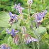 Seeds - Bee Friendly - Borage (Herb)