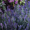 Seeds - Bee Friendly - Hyssop (Herb)