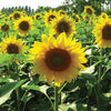 Seeds - Bee Friendly - Sunflower 'Sunbird' (Edible)